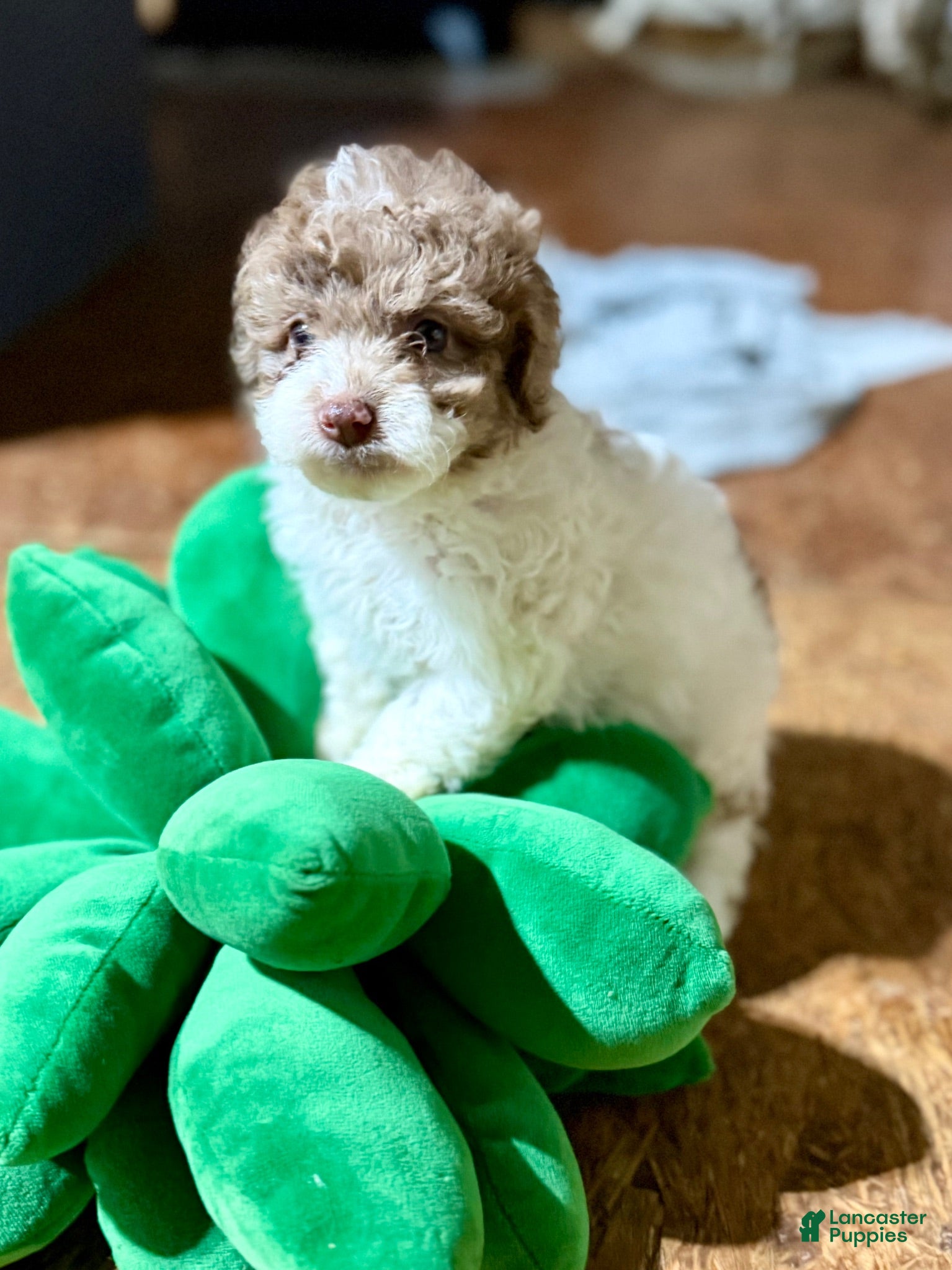 Cockapoo dogs Cockapoo 3 - Ad 12
