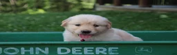 Golden Retriever dogs for sale: Golden Retriever 8 - Ad 3