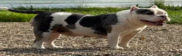 American Bully dogs for sale: Maybe - Ad 3