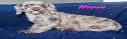 Cockapoo dogs for sale: Cookie - Ad 8