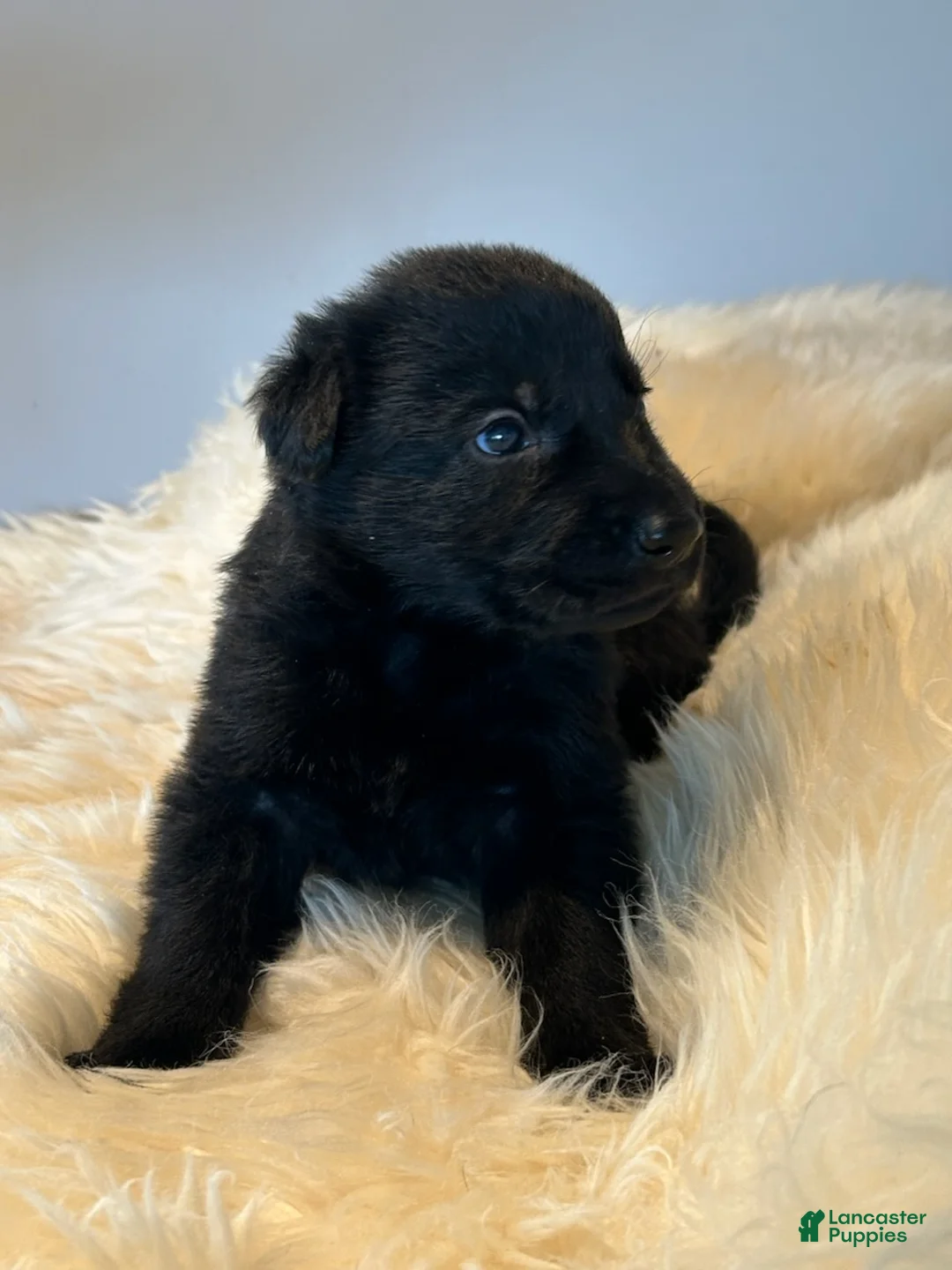 German Shepherd dogs for sale: German Shepherd Puppy 3 - Ad 2