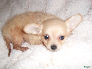 Chihuahua dogs Chihuahua 2 - Ad 1