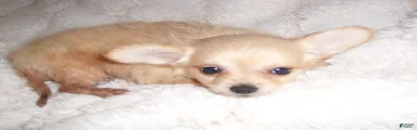 Chihuahua 2