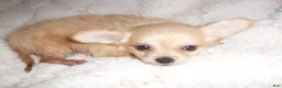 Chihuahua dogs for sale: Chihuahua 2 - Ad 1