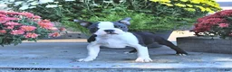Boston Terrier dogs for sale: Harley - Ad 1