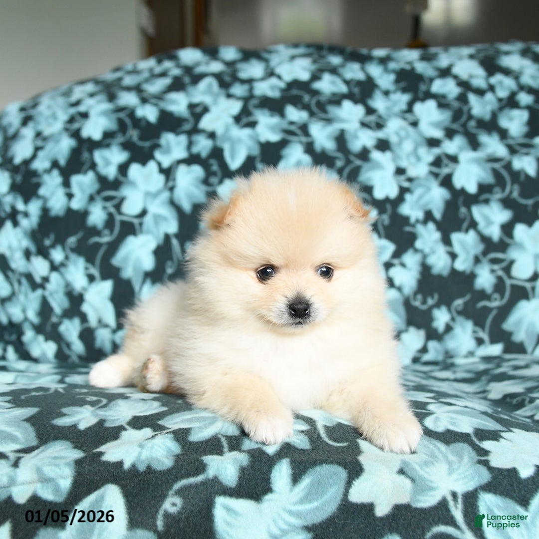 Pomeranian dogs for sale: Teddy - Ad 3