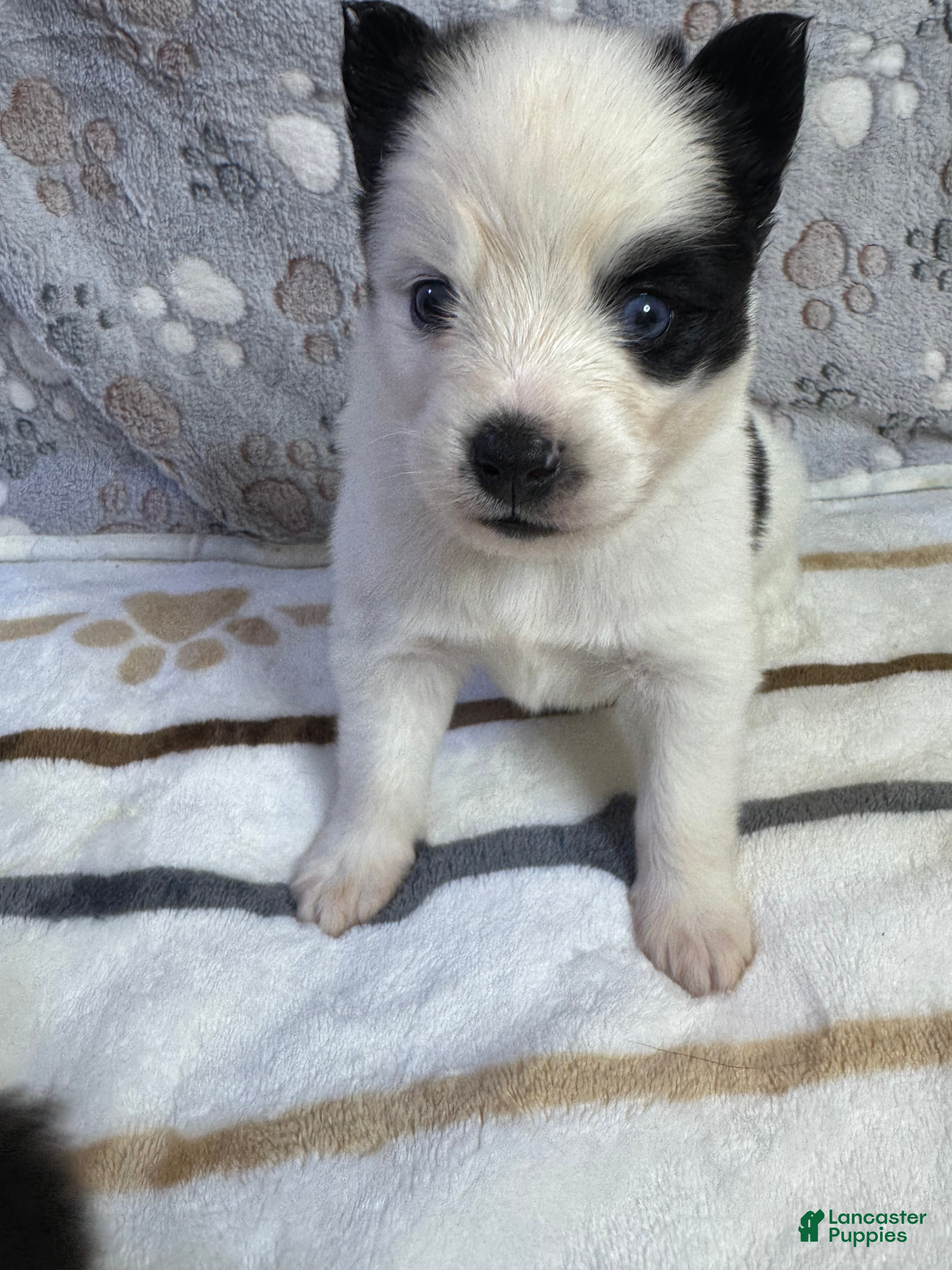 Pomsky dogs Patrick aka P - Ad 6