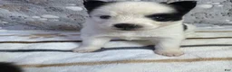 Pomsky dogs for sale: Patrick aka P - Ad 1