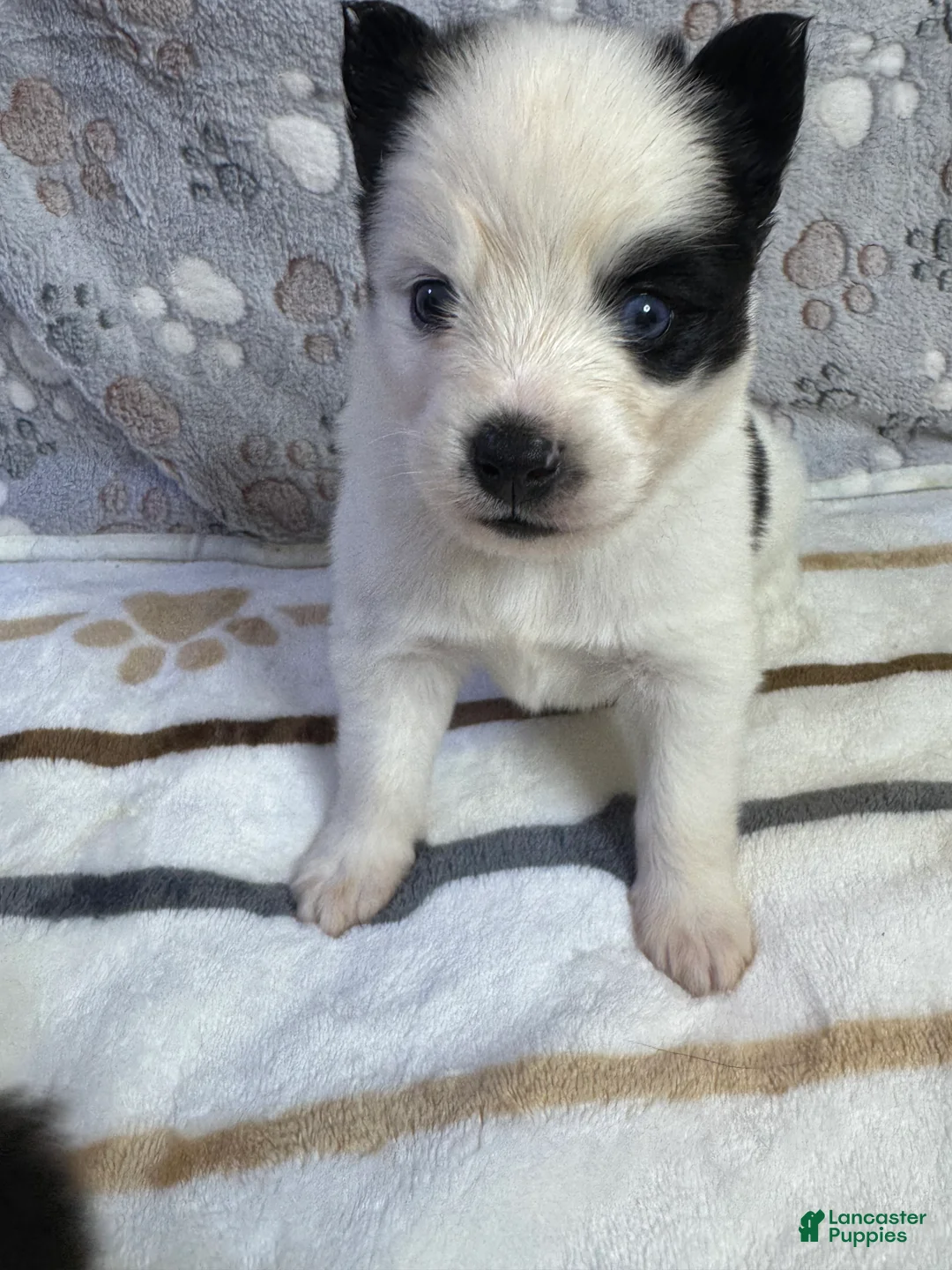 Pomsky dogs for sale: Patrick aka P - Ad 1