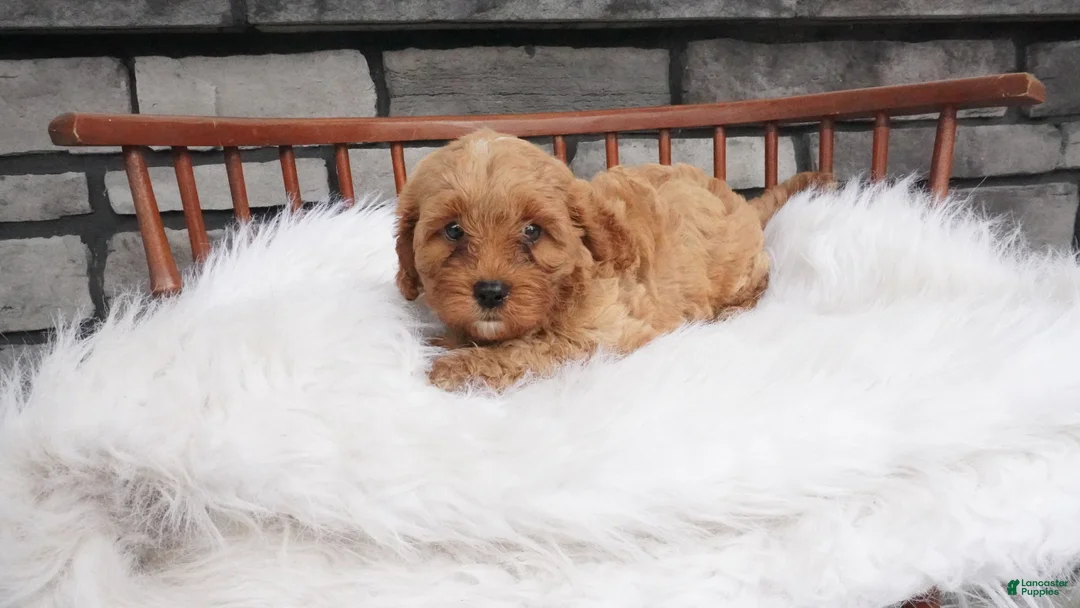 Cavapoo dogs for sale: Fritz - Ad 1