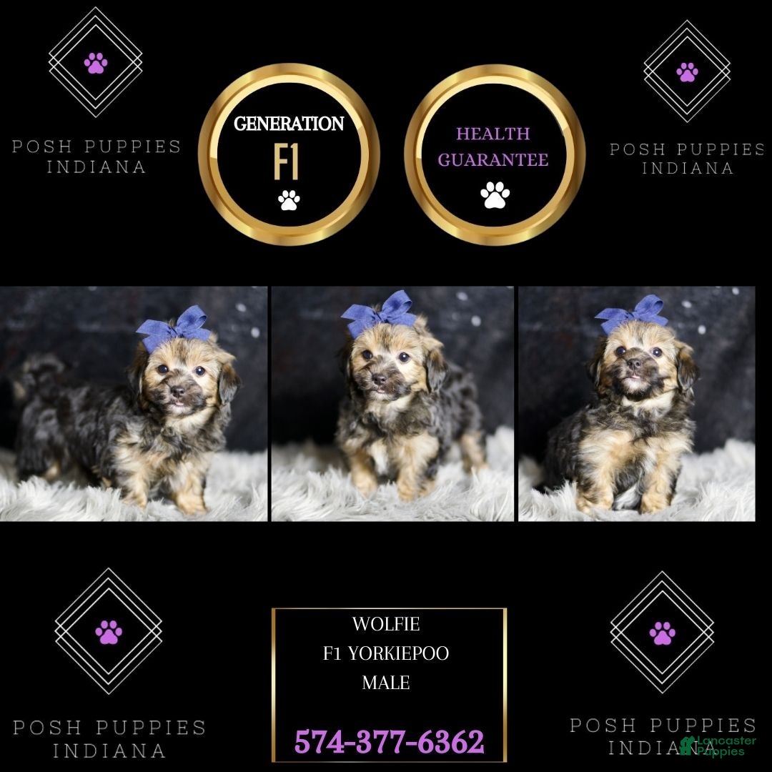 Yorkiepoo dogs for sale: Wolfie - Ad 8