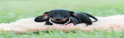 Miniature Dachshund dogs for sale: fifi - Ad 8