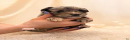 Mixed Breed dogs for sale: Coco - Ad 13