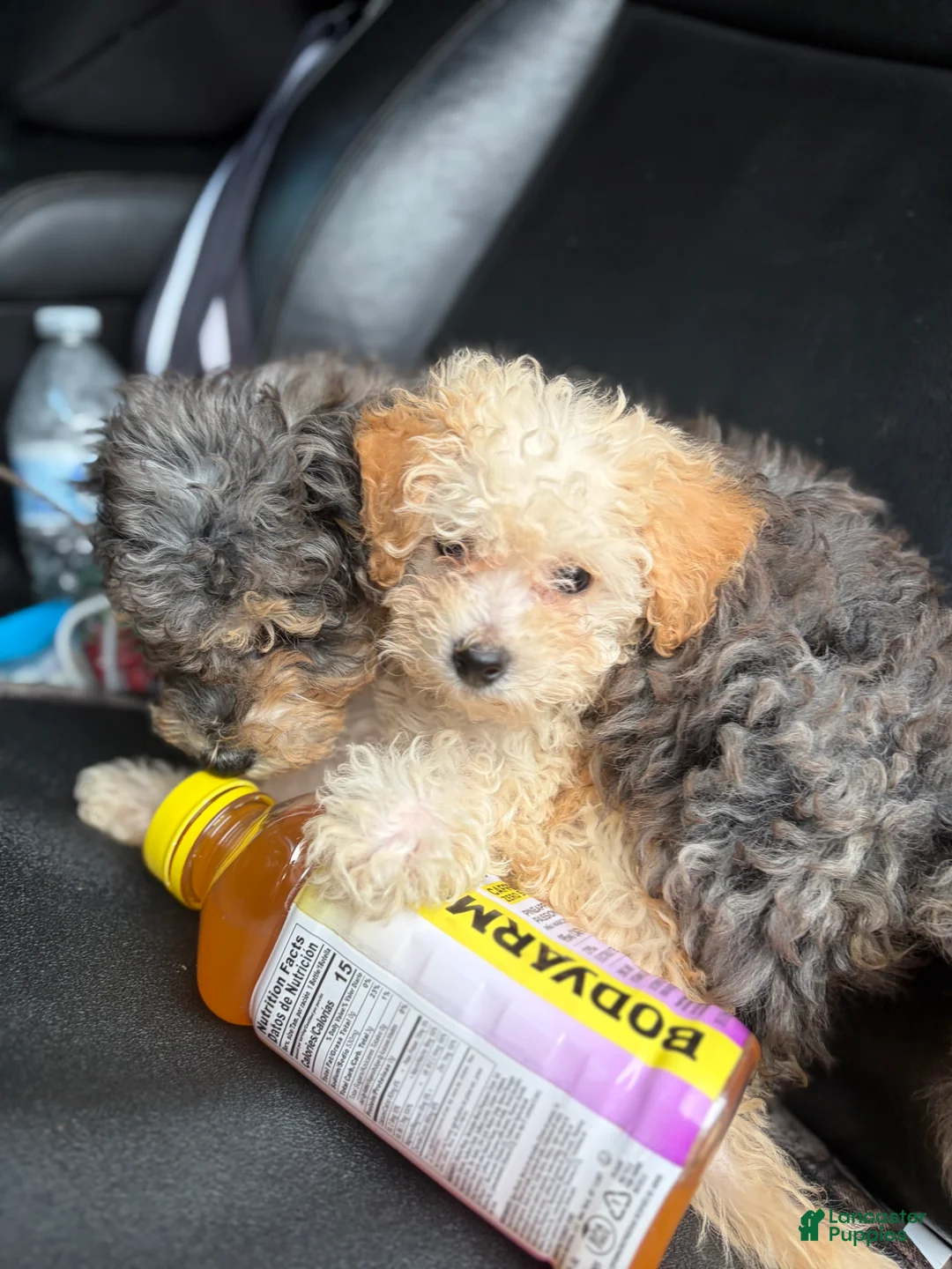 Toy Poodle dogs for sale: Toy Poodle 3 - Ad 3