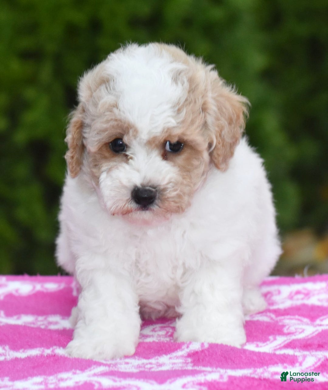 Bichpoo dogs for sale: Flint - Ad 3