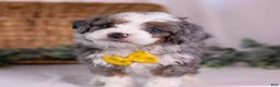 Mini Bernedoodle dogs for sale: Karlo - Ad 6