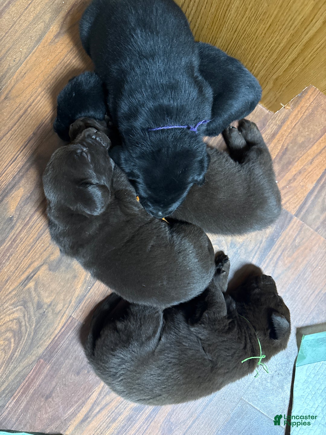Labrador Retriever dogs for sale: Labrador Retriever JACKIE - Ad 18