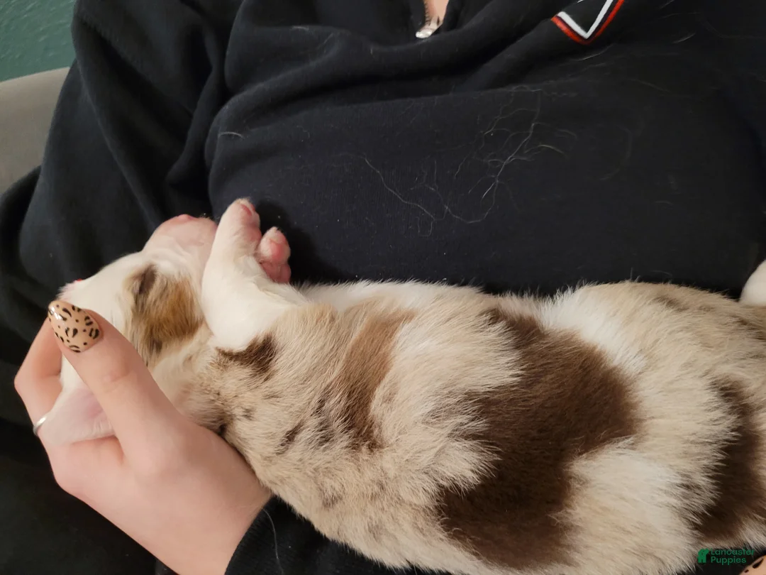 Australian Shepherd dogs for sale: Brooks - Ad 1