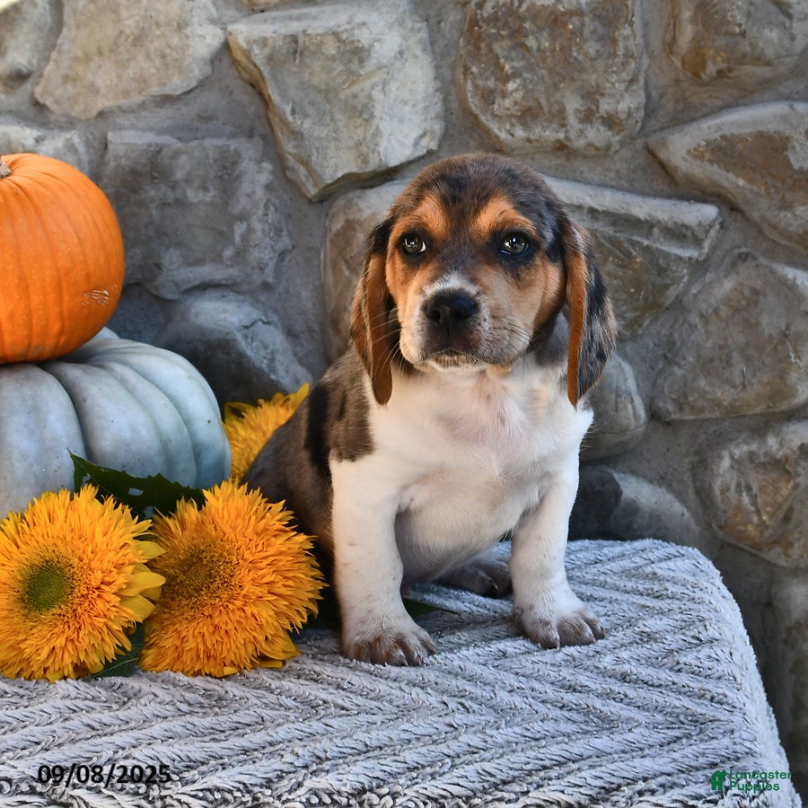 Lilac Beagle Blue Beagle Puppies For Sale Beagles Puppies And Dogs