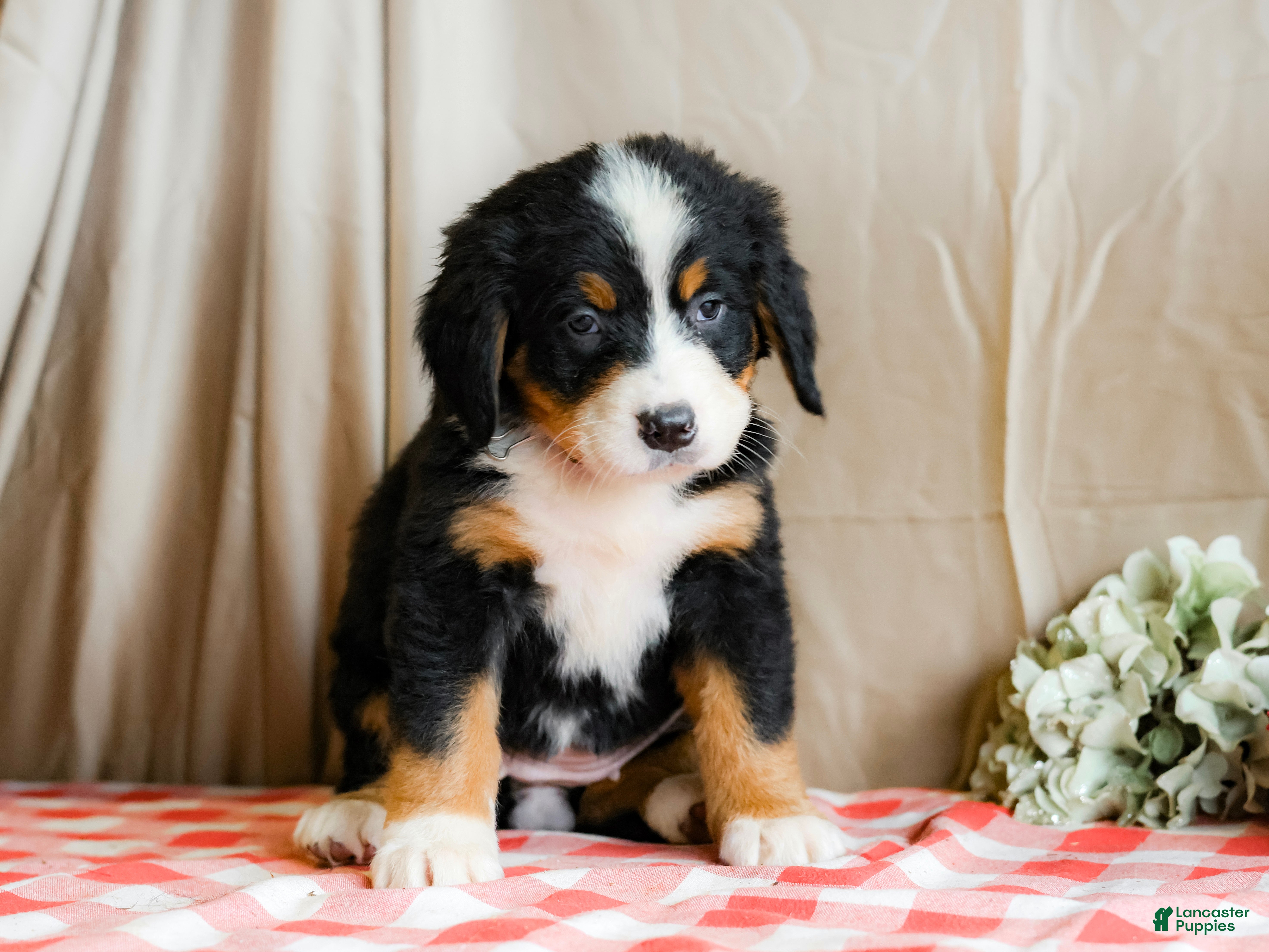 Bernese Mountain Dog dogs Macy - Ad 39