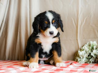 Bernese Mountain Dog dogs Macy - Ad 21