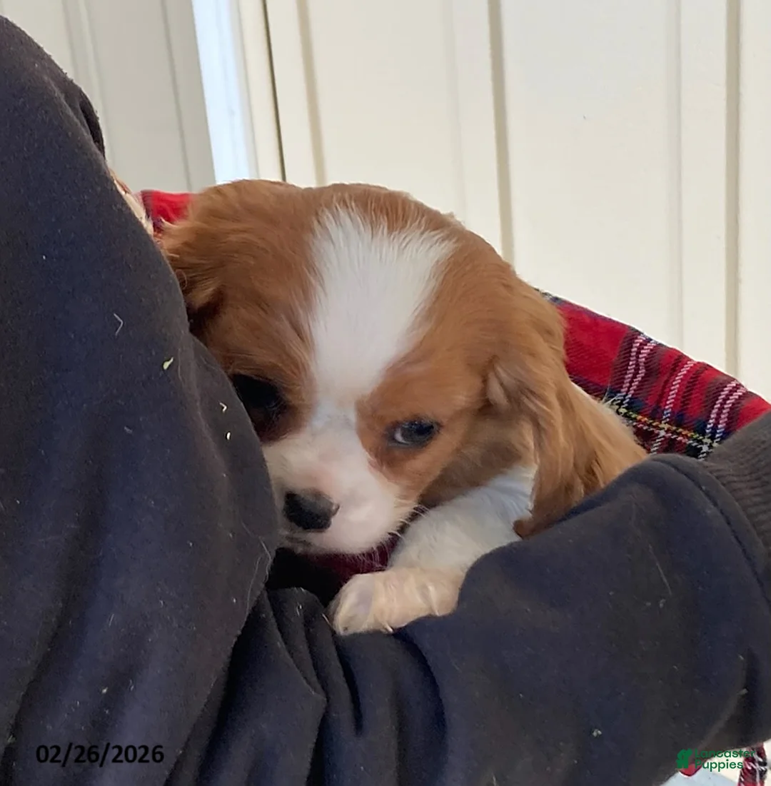 Cavalier King Charles Spaniel dogs for sale: Tulip - Ad 2