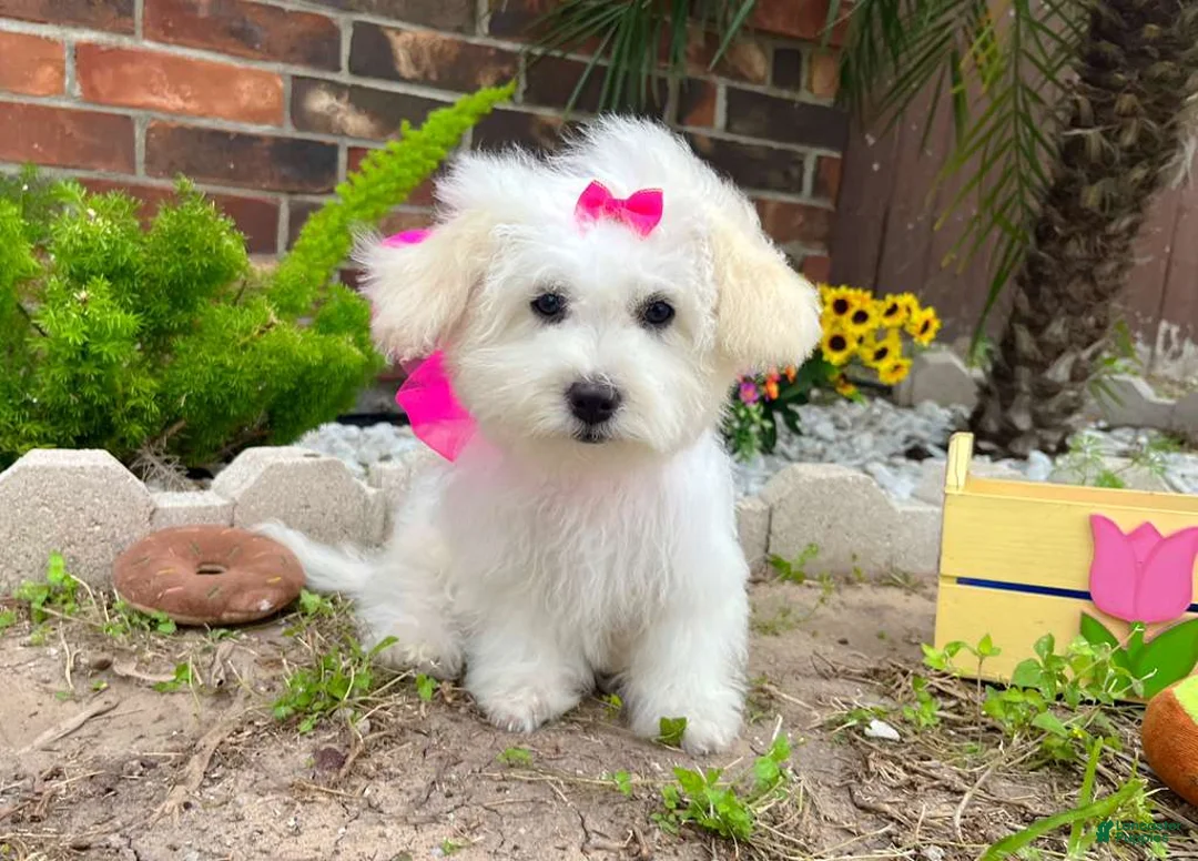 Maltipoo dogs for sale: Snow White - Ad 1