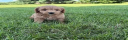 Mini Goldendoodle dogs for sale: Lexi Mini Goldendoodle  - Ad 10