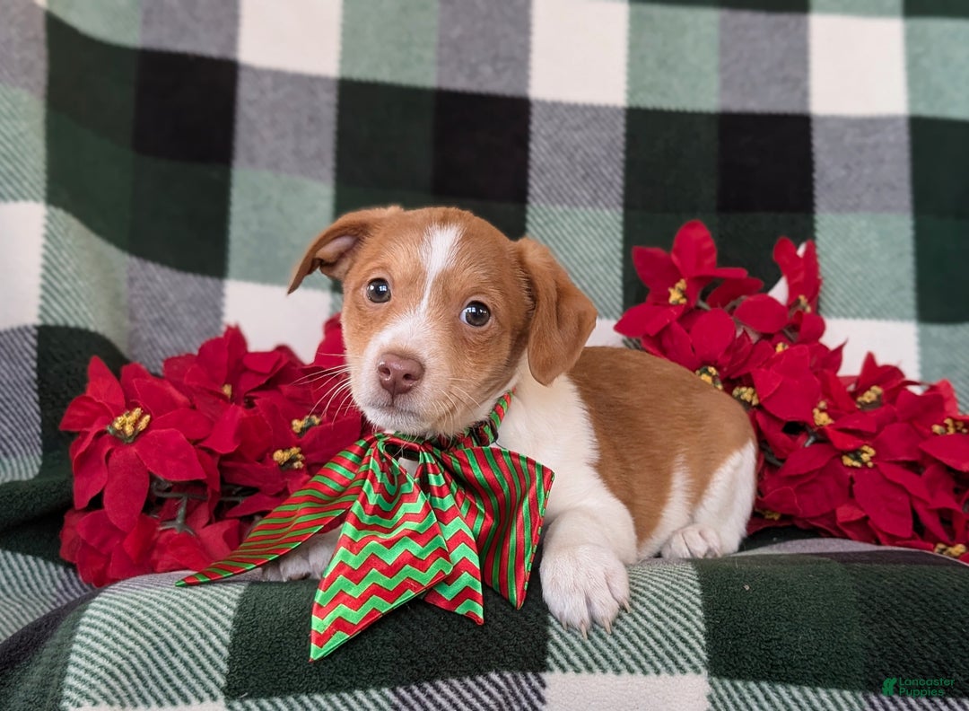 Jackapoo dogs for sale: Barrister - Ad 6