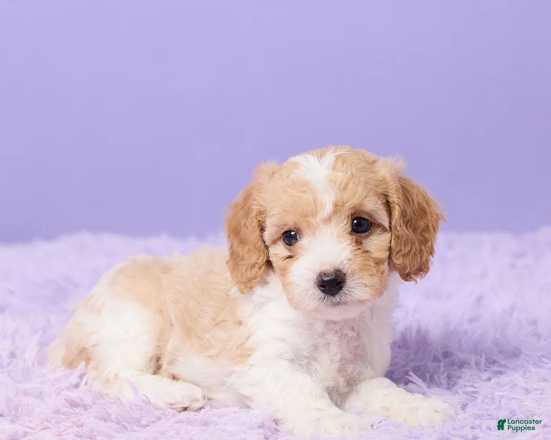 Cavapoo dogs for sale: Aria - Ad 5
