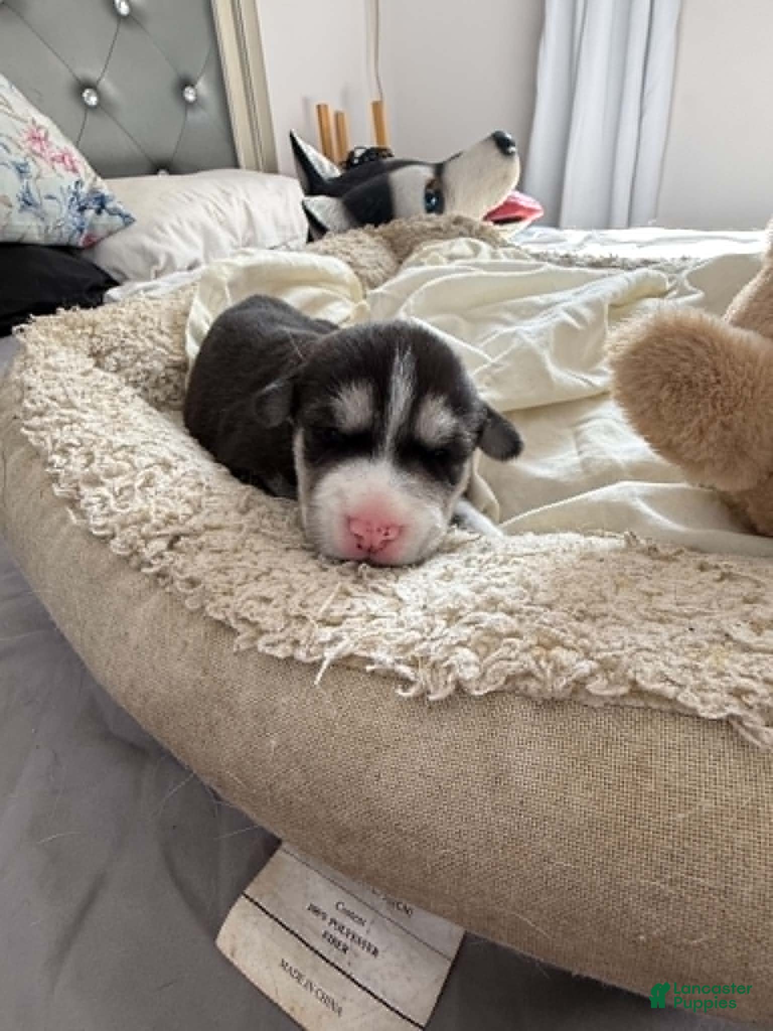Siberian Husky dogs for sale: Maya - Ad 4