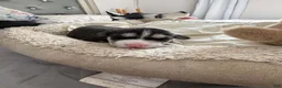 Siberian Husky dogs for sale: Maya - Ad 1