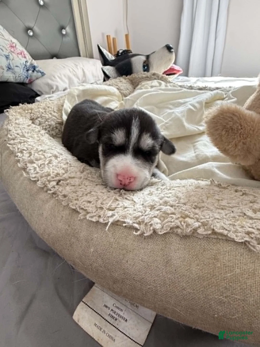 Siberian Husky dogs for sale: Maya - Ad 1
