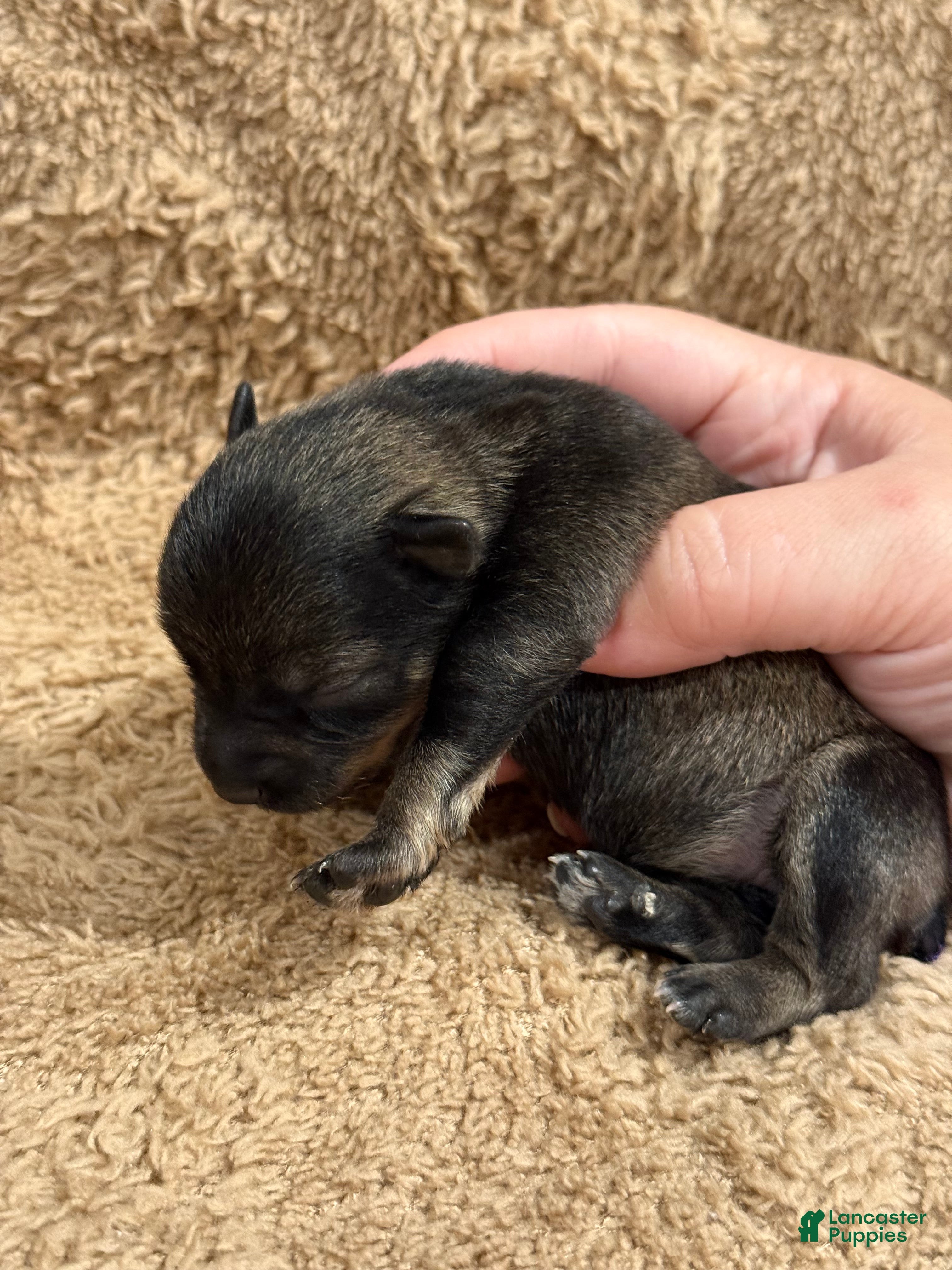 Miniature Schnauzer dogs for sale: Daisy  - Ad 2