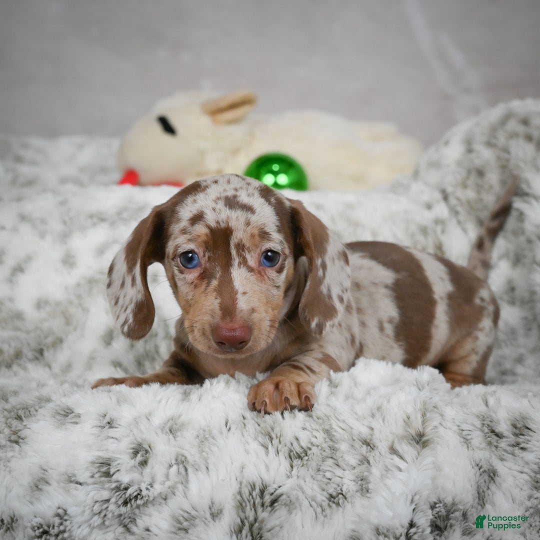 Miniature Dachshund dogs for sale: Hudson - Ad 5