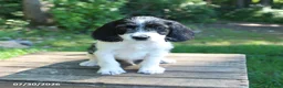 Mixed Breed dogs for sale: Waffles - Ad 4