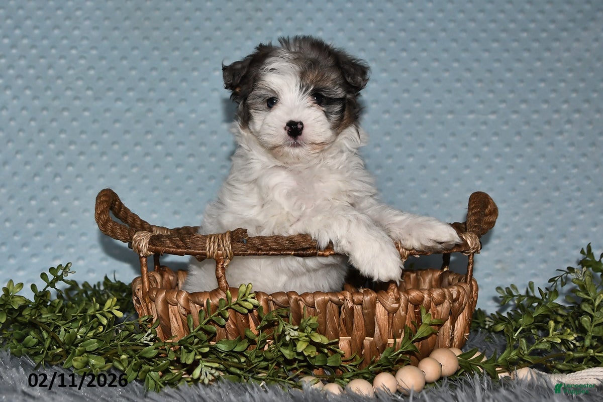 Havapoo dogs Emily - Ad 8