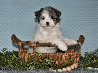 Havapoo dogs Emily - Ad 8