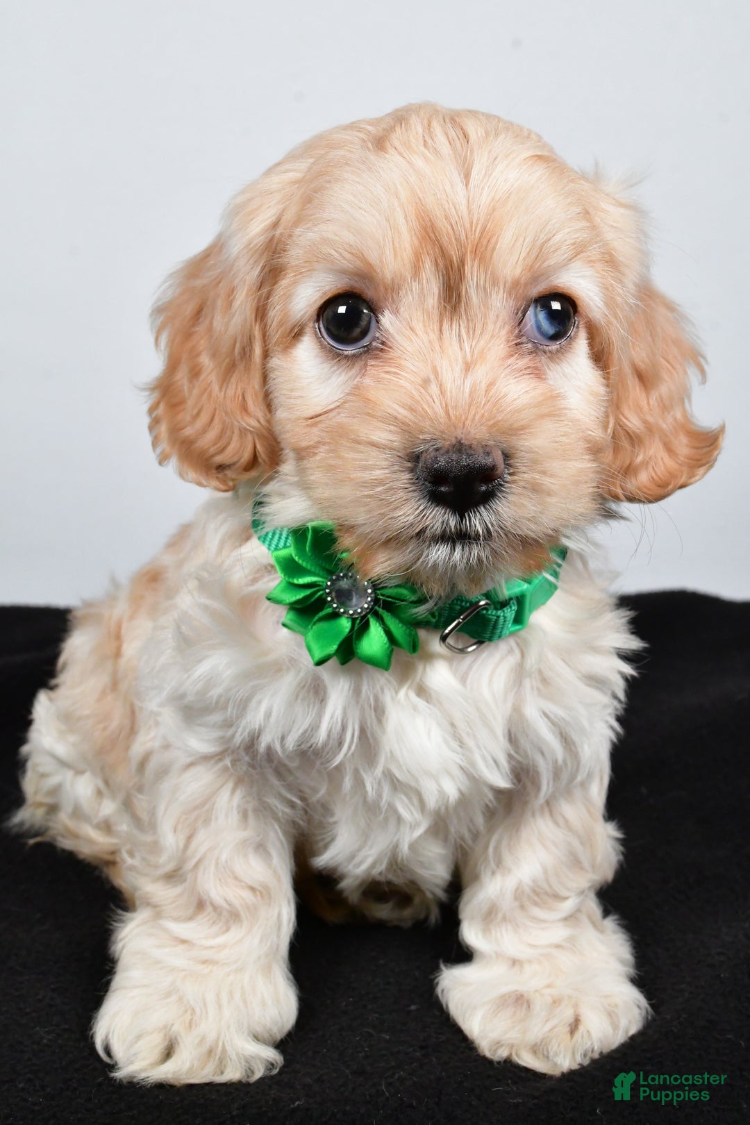 Cockapoo dogs for sale: Carmel - Ad 6