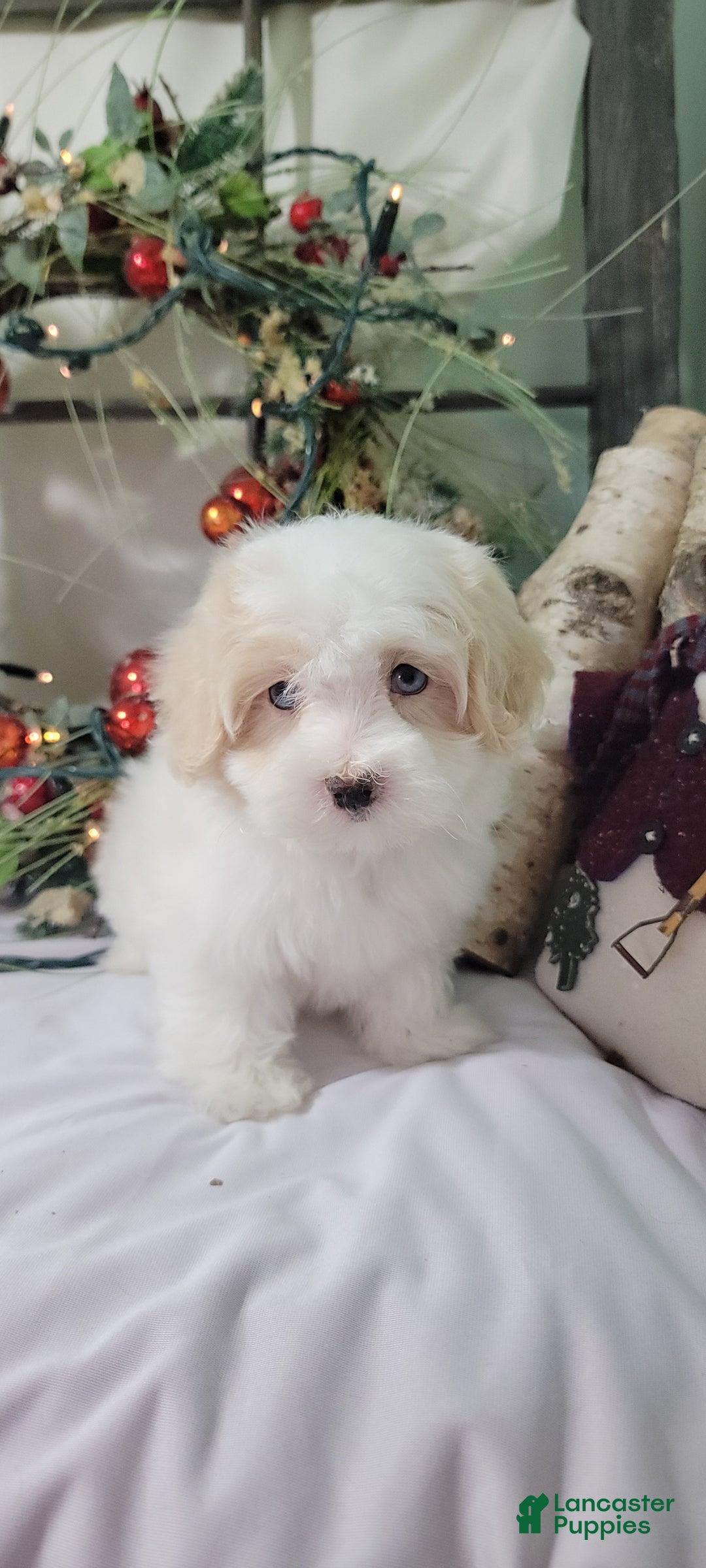 Maltipoo dogs for sale: April - Ad 15