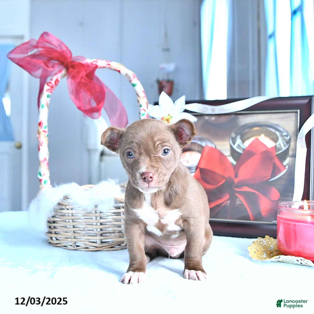 Chihuahua dogs for sale: Mr. Chocolate - Ad 5