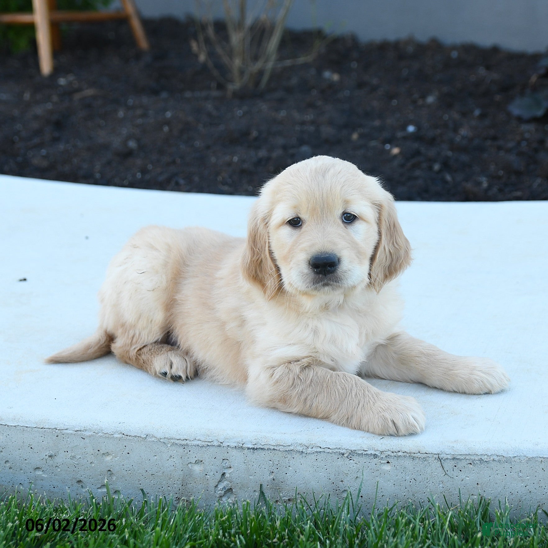 Golden Retriever dogs for sale: Wanda - Ad 3