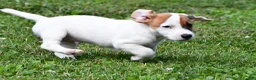 Jack Russell Terrier dogs for sale: Buster - Ad 5