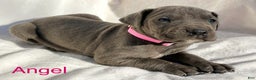 Great Dane dogs for sale: Angel - Ad 7