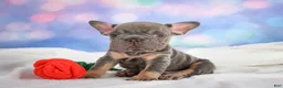 French Bulldog dogs for sale: Paris - Ad 1