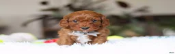 Cavapoo dogs for sale: Reggie - Ad 3