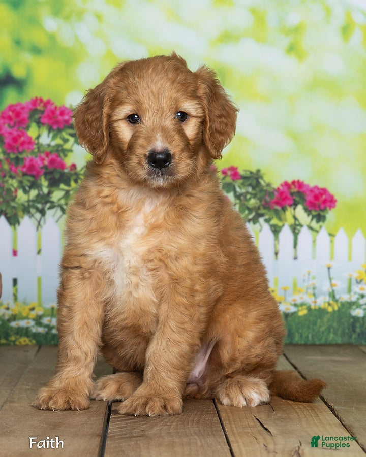 Goldendoodle dogs Faith - Ad 2