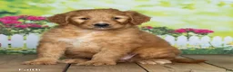 Goldendoodle dogs for sale: Faith - Ad 2