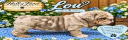 English Bulldog dogs for sale: LOU - Ad 5