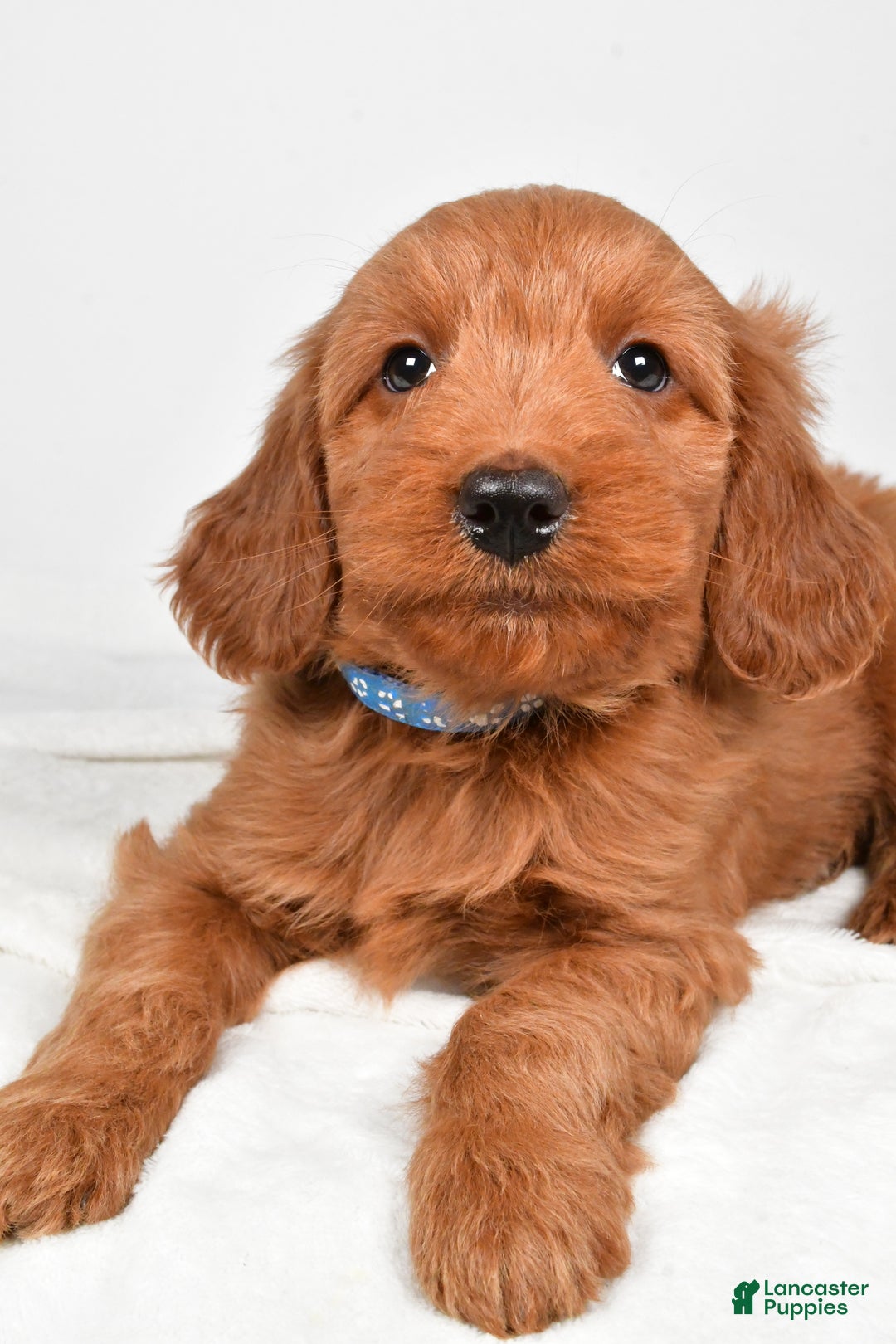 Goldendoodle dogs for sale: Pete-medium size  - Ad 6